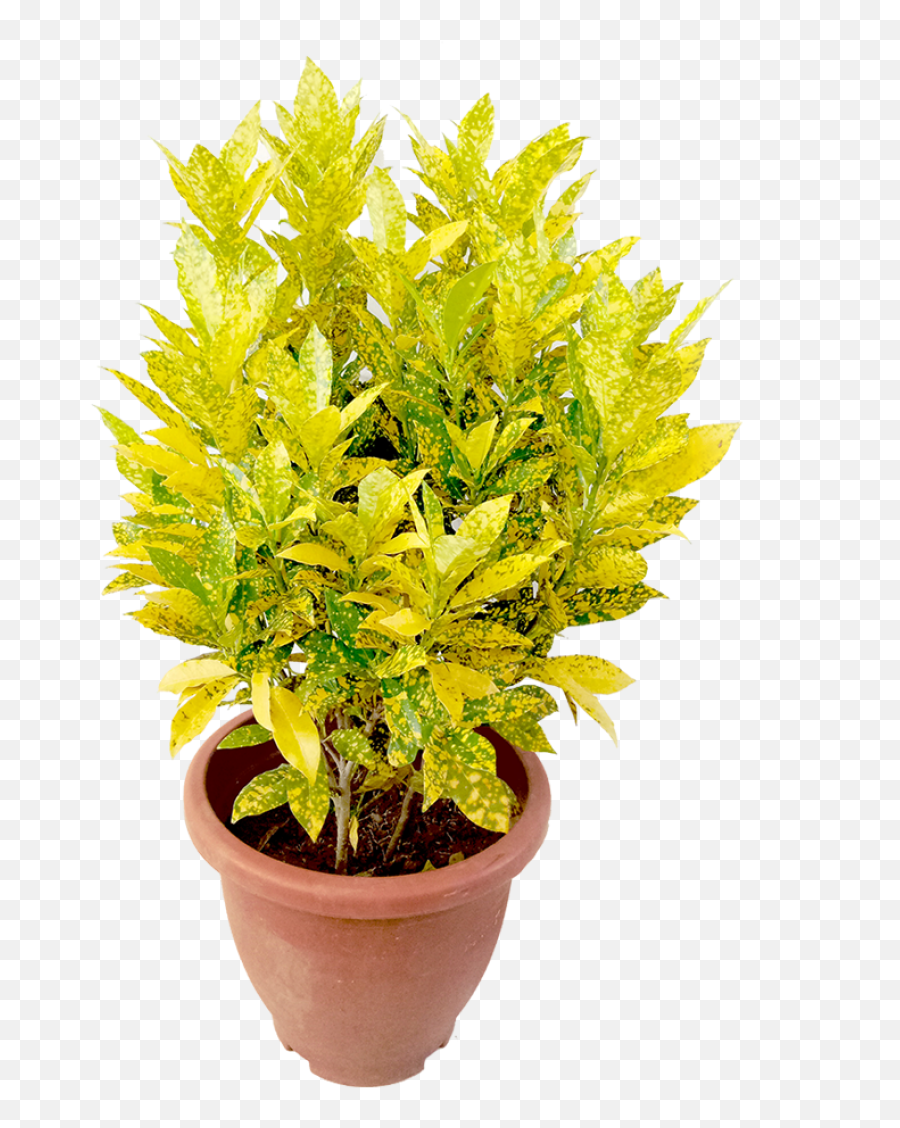 Croton Gold Dust - Flowerpot Png,Gold Dust Png
