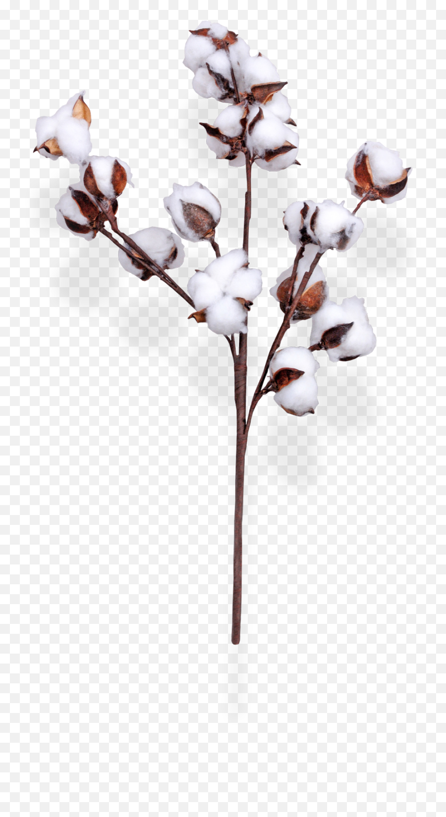 Cotton Spray 30 1 Copy - Transparent Cotton Flower Png,Cotton Png