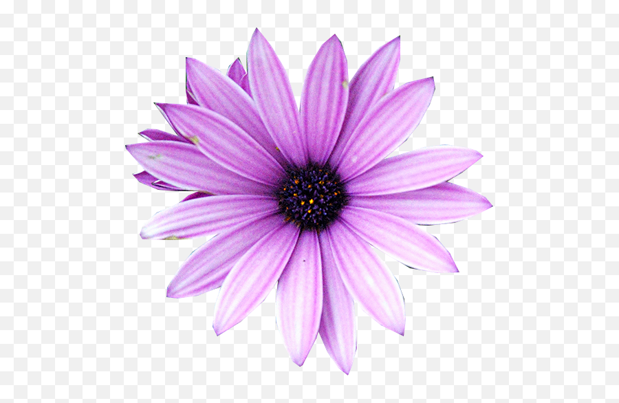 Download Purple Flower Png - Purple Flower Vector Png,Real Flower Png