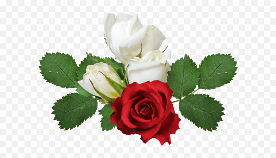 Rosa Vermelha Png - Rose Red And White Flowers,White Flowers Transparent Background
