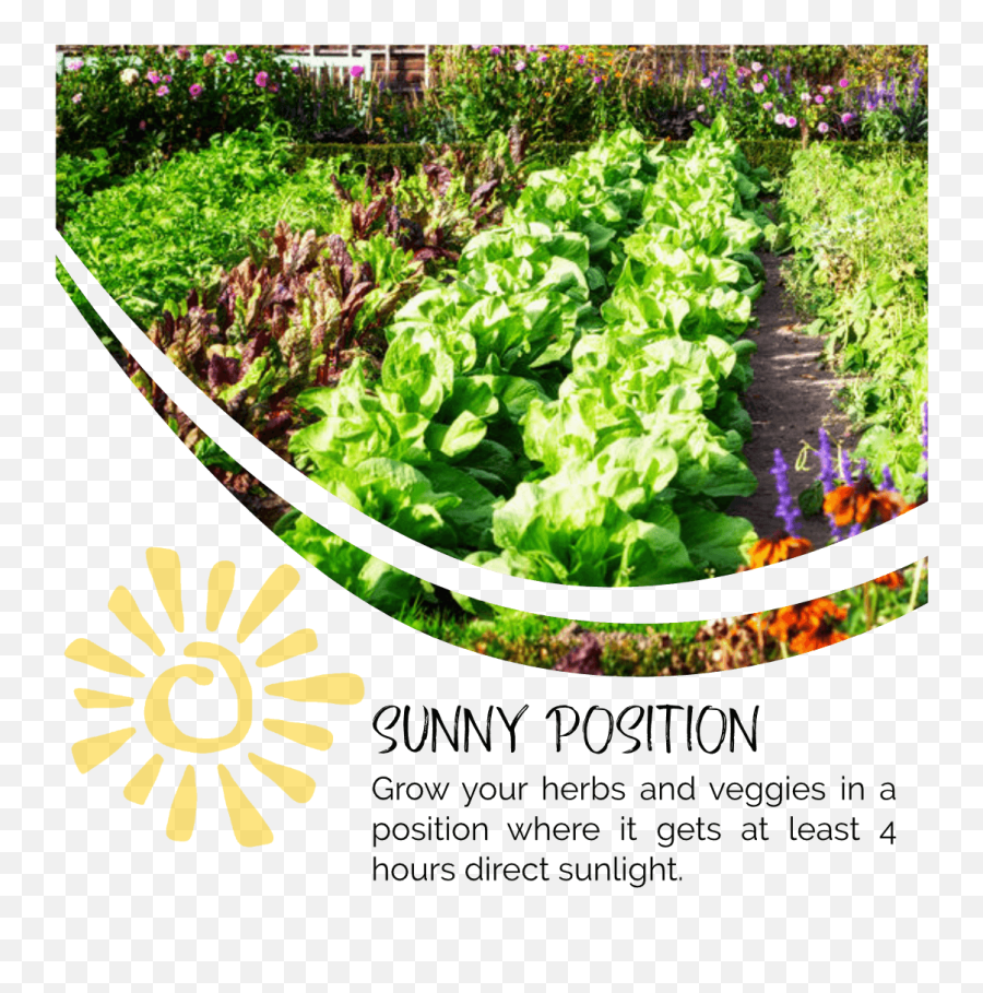 Download Herbs In Sun - Garden Fruits And Veggies Full Vegetable And Fruit Garden Png,Veggies Png