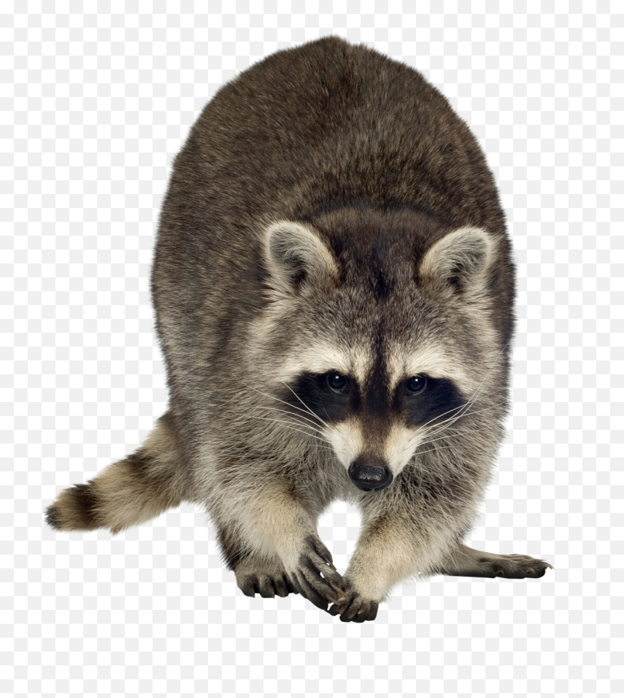 Png Free Download Transparent - Transparent Raccoon Clipart,Raccoon Transparent Background