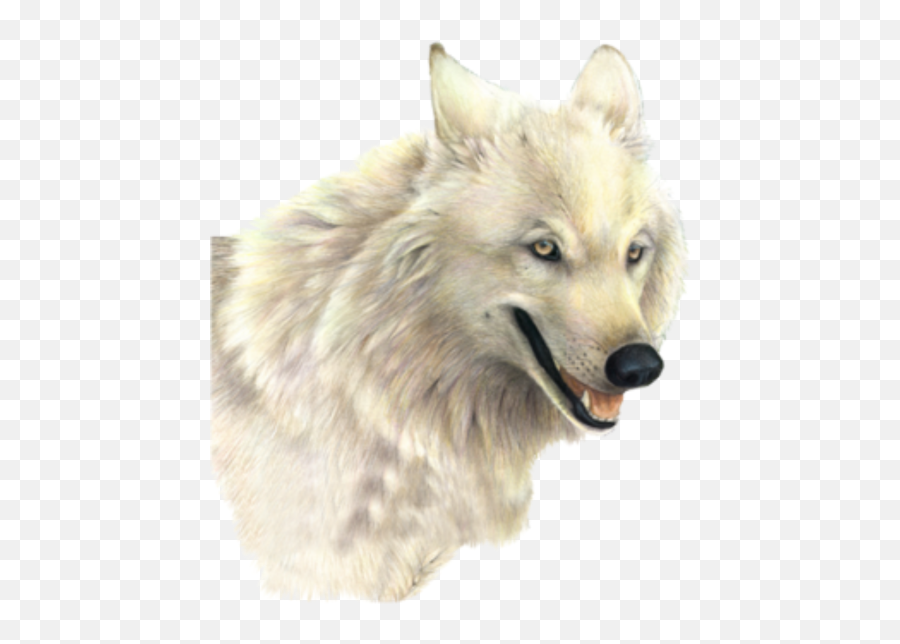 Wolf Png Transparent Background Image For Free Download 21 - White Wolf Png,Wolf Transparent Background