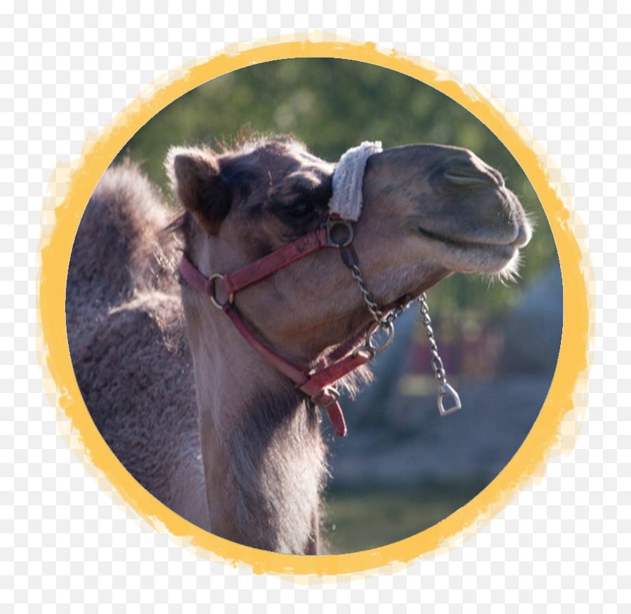 Bactrian Camels African Safari Wildlife Park - Port Halter Png,Camel Transparent Background