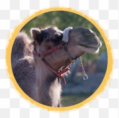 Bactrian Camels African Safari Wildlife Park - Port Halter png