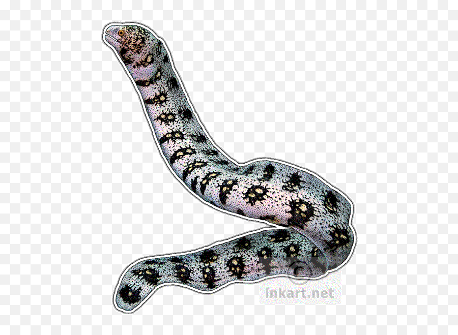 Ocean Reef Fish - Snowflake Moray Eel Drawing Png,Eel Png