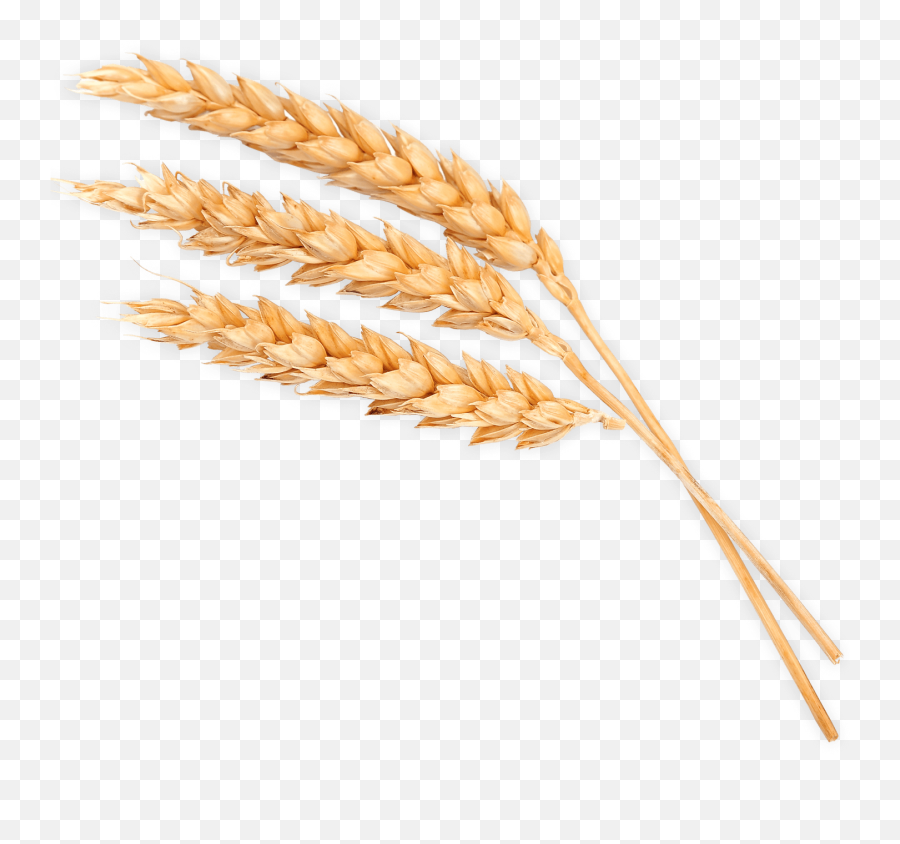 Skyland Grain - Khorasan Wheat Png,Wheat Png