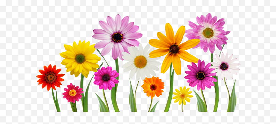 Colorful Summer Spring Flowers Png 43173 - Free Icons And Spring Flowers White Background,Summer Transparent Background