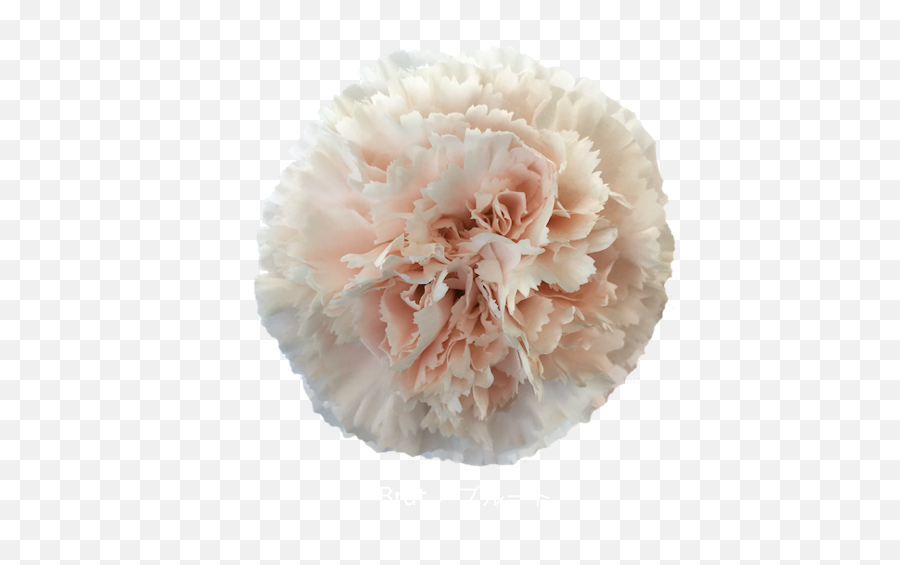 Trending Carnations - Perfect For Your Diy Wedding Flowers Png,Carnation Png