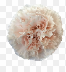 Trending Carnations - Perfect For Your Diy Wedding Flowers Png,Carnation Png