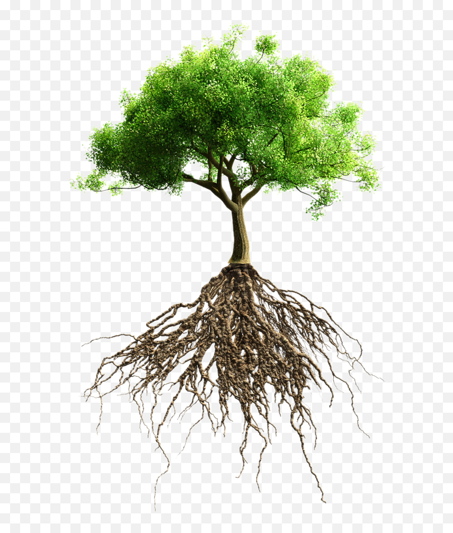Root Tree Stock Photography - Big Tree With Roots Png,Tree Root Png