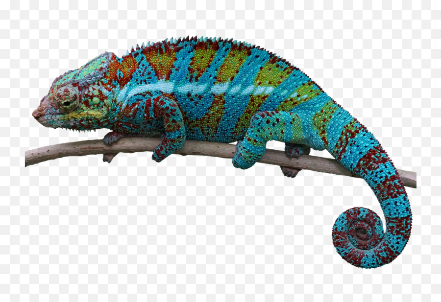 Reptile Lizard Animal - Chameleon Transparent Png,Lizard Transparent