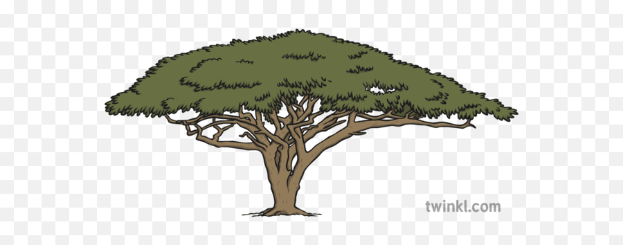 Acacia Tree 3 Illustration - Oak Png,Acacia Tree Icon