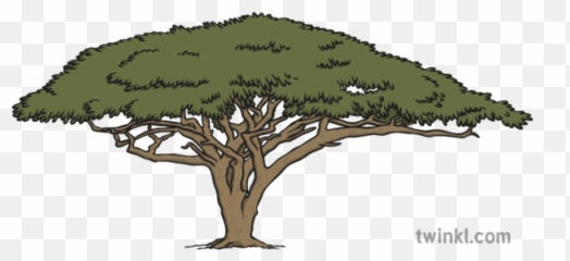 Acacia Tree 3 Illustration - Oak Png,Acacia Tree Icon