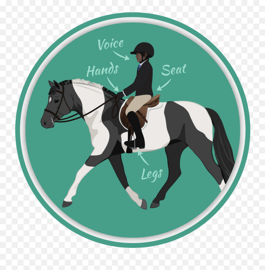 Horse Pony Quizzes - Bridle Png,Horse Rider Icon