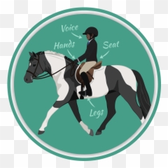 Horse Pony Quizzes - Bridle Png,Horse Rider Icon