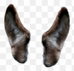 Wolf Ears Png Transparent