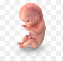 Yoda Lifeline Diagnostics Affordable Diagnostic Services - Baby Drawing png