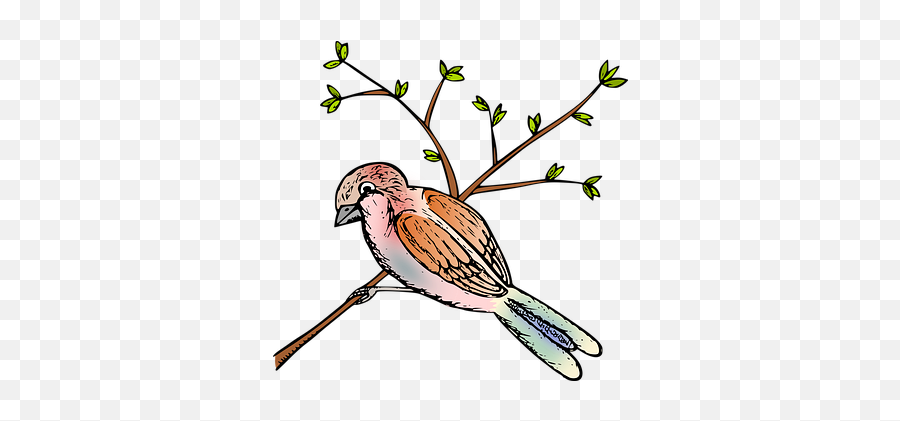100 Free Sparrow U0026 Bird Illustrations - Twig Png,Jack Sparrow Icon
