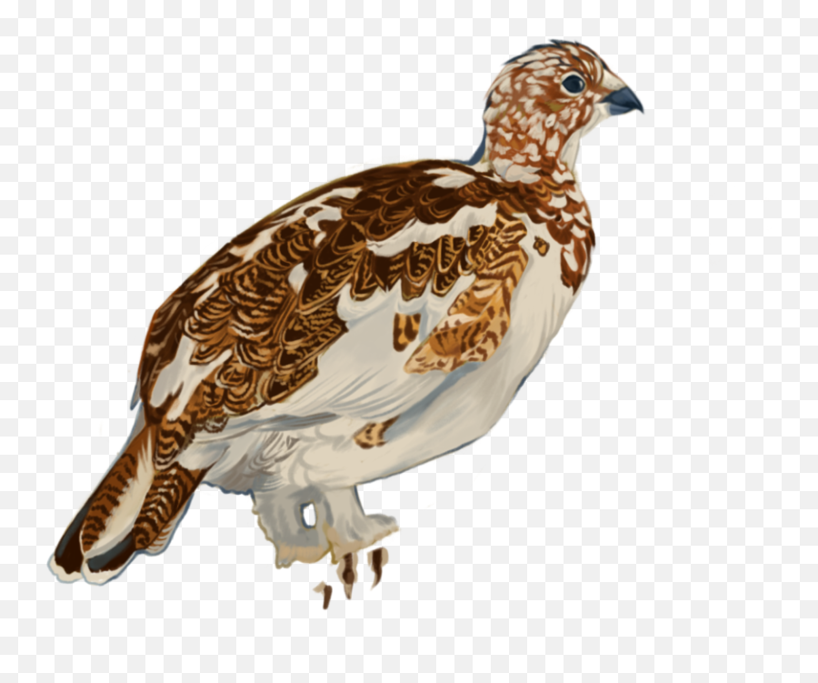 Bird Stamps - Kira Widjaja Rock Ptarmigan Png,Quail Icon