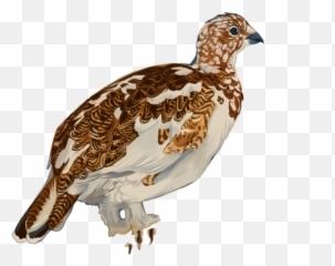 Bird Stamps - Kira Widjaja Rock Ptarmigan png