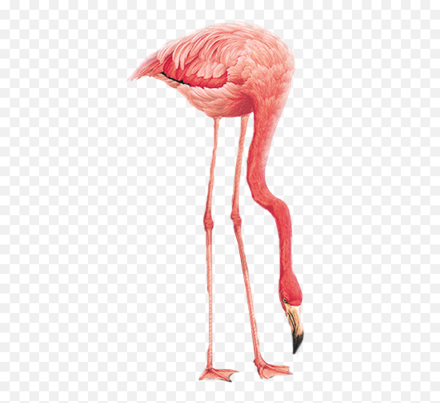 Flamingo Png Download Image With - Flamingo Family Transparent Background,Flamingo Transparent Background
