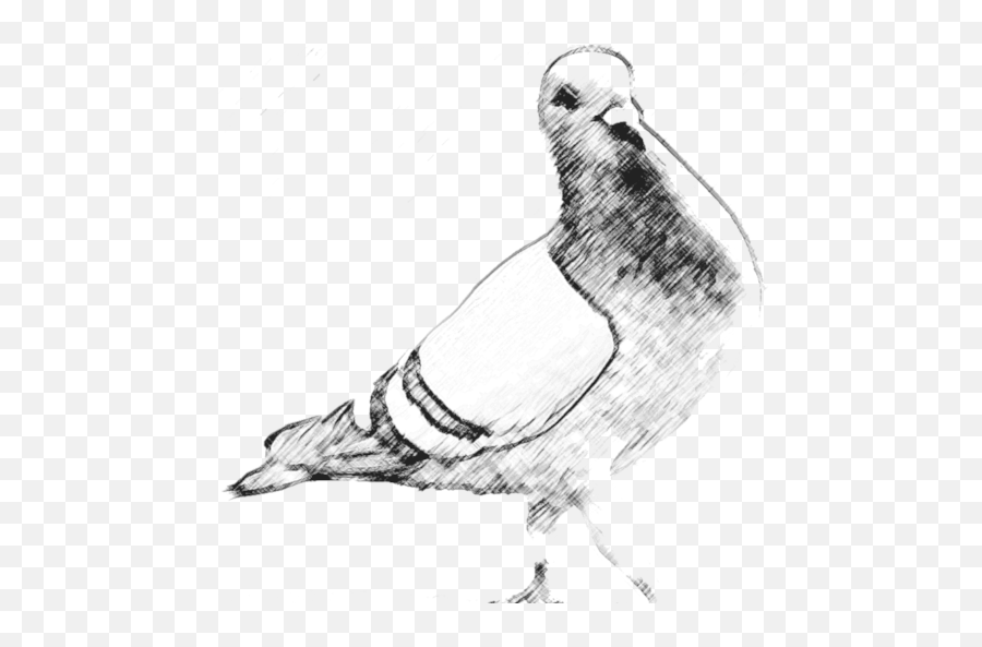 Cropped - Pigeonbwpng U2013 Operants Magazine Online Rock Dove,Pigeons Png