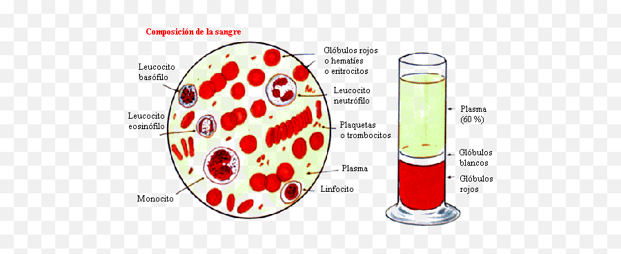 000754573png 539302 Sistema Circulatorio Analisis De - Composicion De La Sangre Y Sus Funciones,Sangre Png