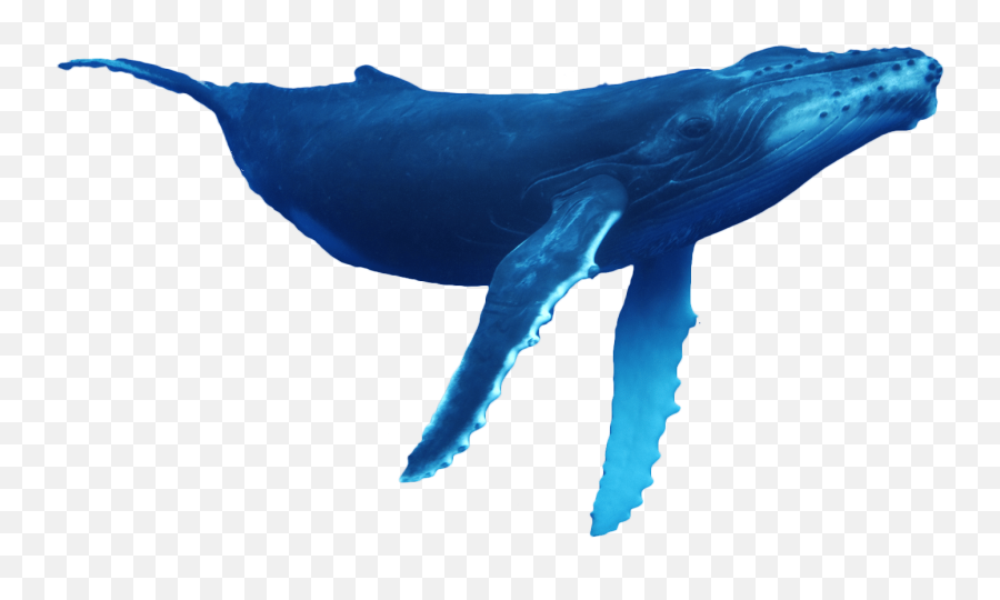 Whale Dolphin Conservation Usa - Whales Transparent Png,Humpback Whale Png