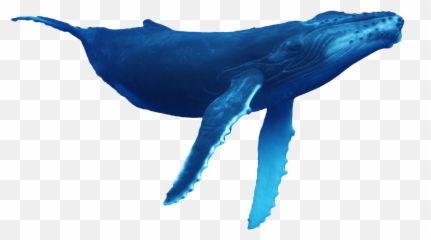 Whale Dolphin Conservation Usa - Whales Transparent Png,Humpback Whale Png