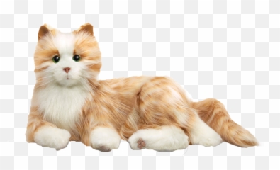 Cats Png Transparent Background