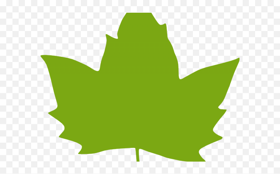 Download Foliage Clipart Paan - Clipart Green Maple Leaf Png Plane Tree Leaf Vector Png,Maple Leaf Png