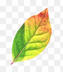 Leaves Comemories - Png Green Fall Leaves,Autumn Leaves Png