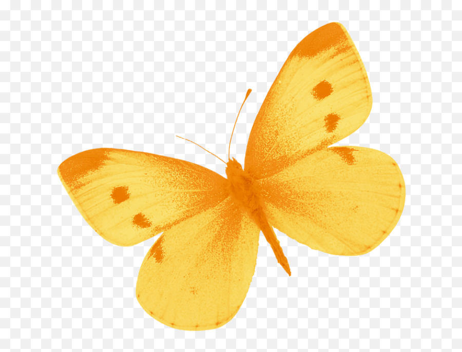 Yellow Butterfly Png Image - Yellow Butterfly Png,Yellow Butterfly Png