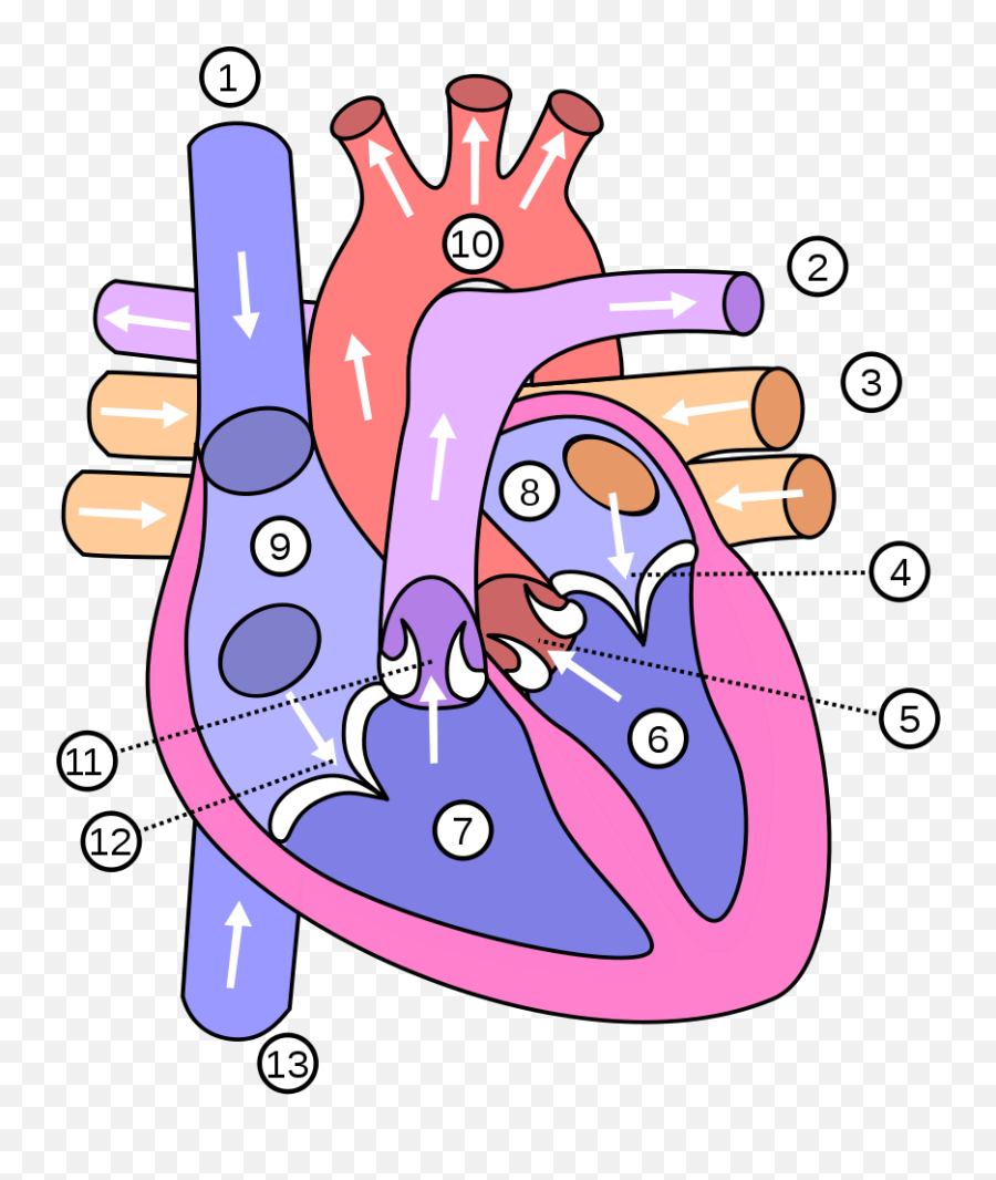 Ficheirocoracaopng - Wikiciências Diagram Of The Heart,Coração Png