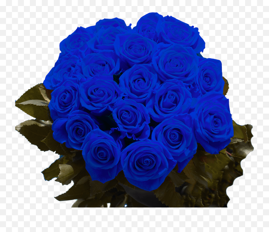 Blue Roses For Sale Next Day Delivery - Blue Rose Png,Blue Rose Png