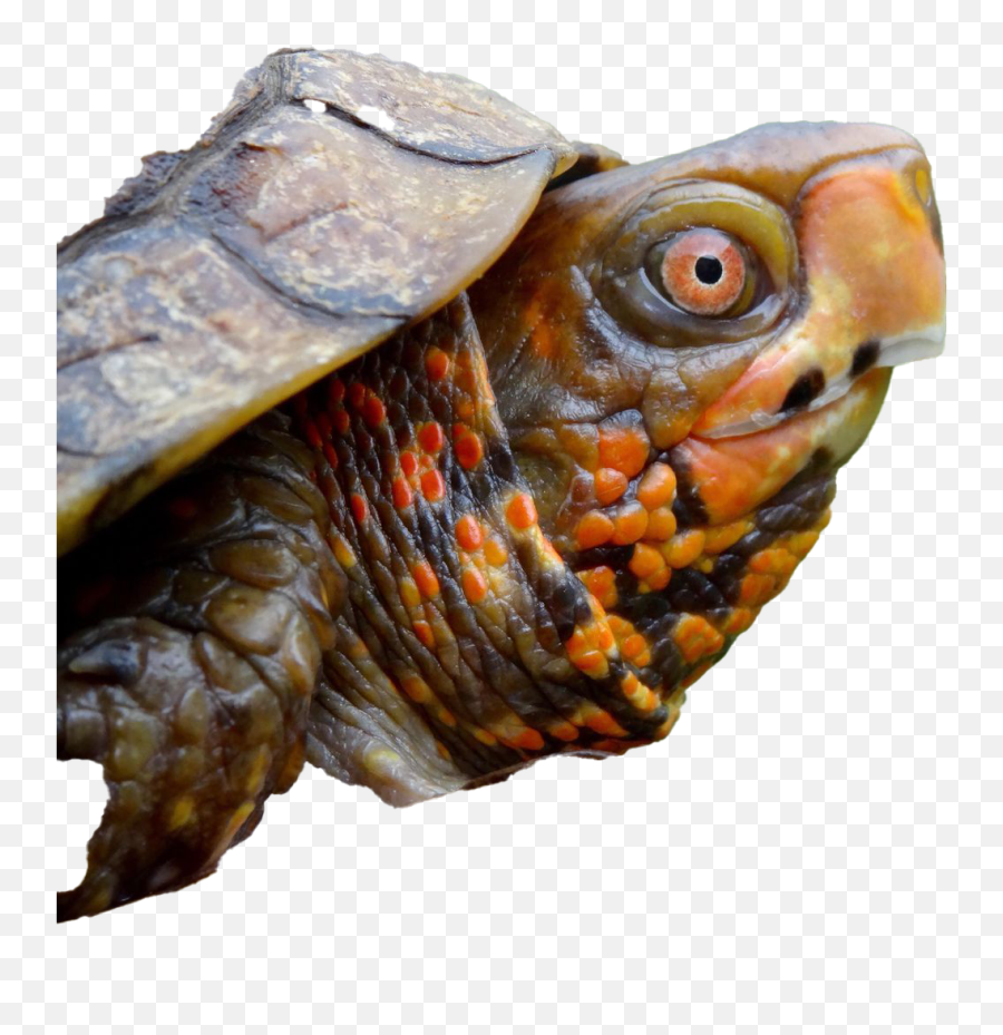 Turtle Png Pic Background Play - Turtle Poking Head Out,Turtle Png