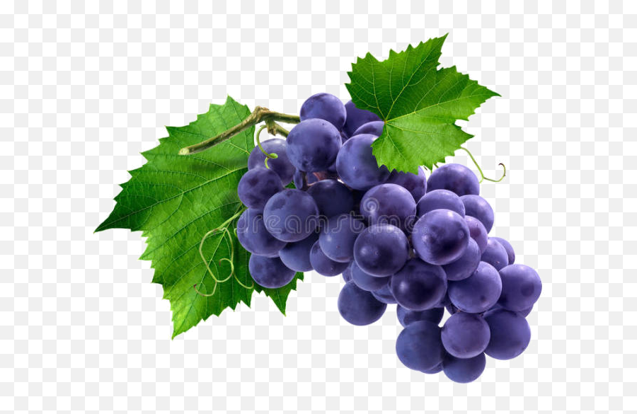 Download Bunch Of Purple Grapes Hd Png - Uokplrs Grape,Grape Png