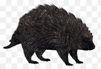 Download Hd North American Porcupine 3 - Porcupine Png,Porcupine Png