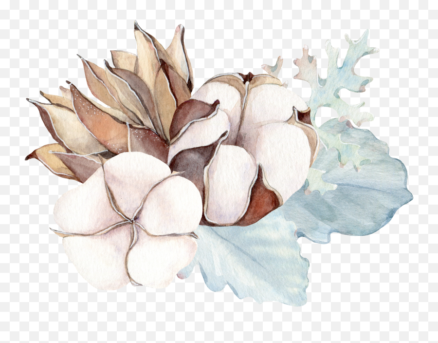 Watercolor Illustration - Cotton Flower Plant Water Color Png,Cotton Png