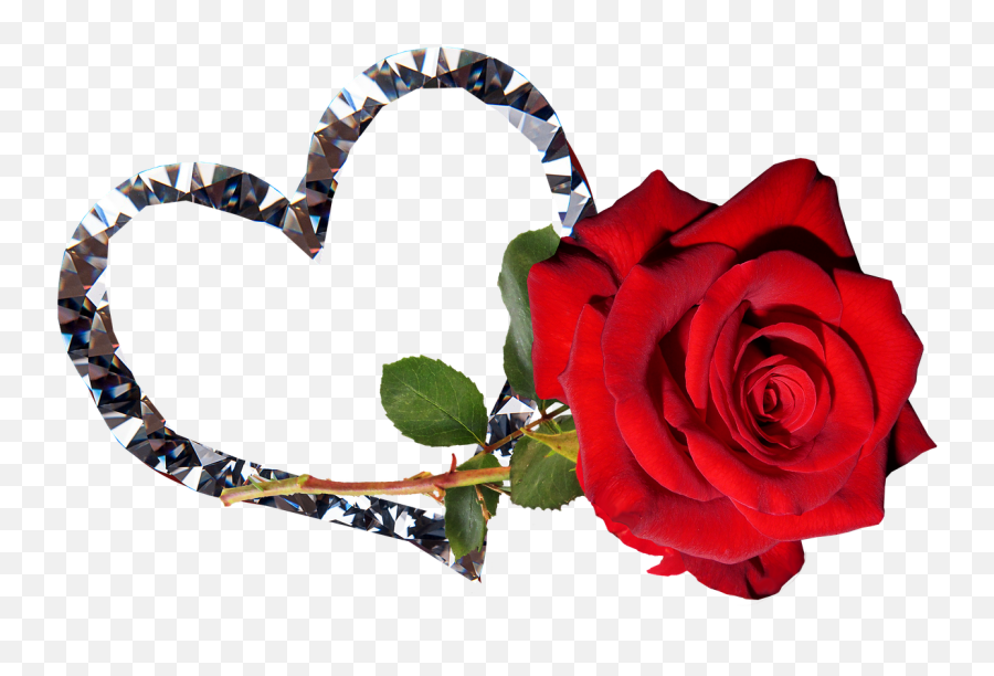 Roseredflowervalentineromantic - Free Image From Needpixcom Romantic Good Night Heart Png,Red Flower Transparent