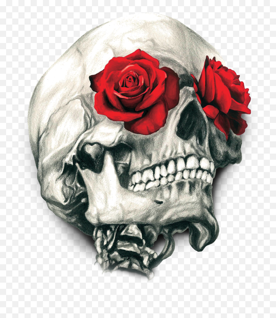 Download Skull Calavera T - Shirt Human Rose Symbolism Clipart Rose And Skull Art Png,Calavera Png