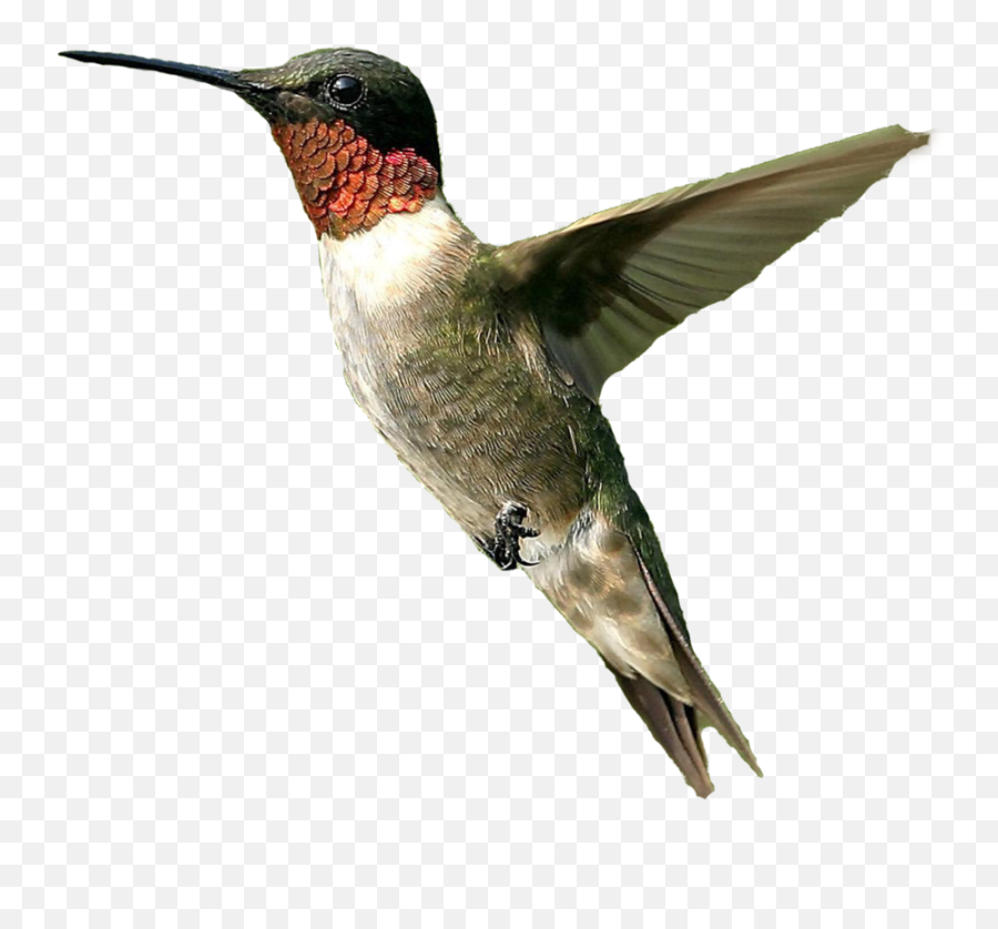 Png File Icon Favicon - Hummingbird Transparent,Hummingbird Png