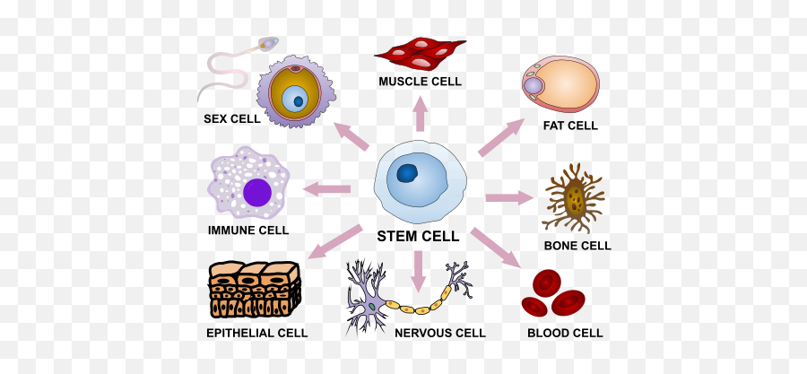 Stem Cells - Definition Types Uses Function And Research Types Of Cell Hd Png,Cells Png