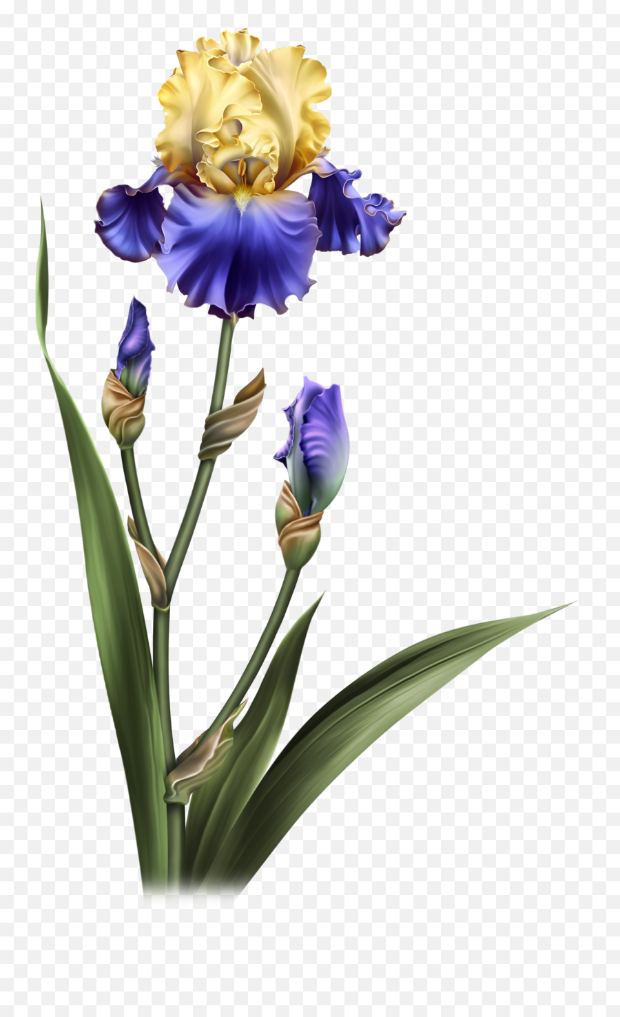 Iris Dreams Flower Pots Potted Flowers Png