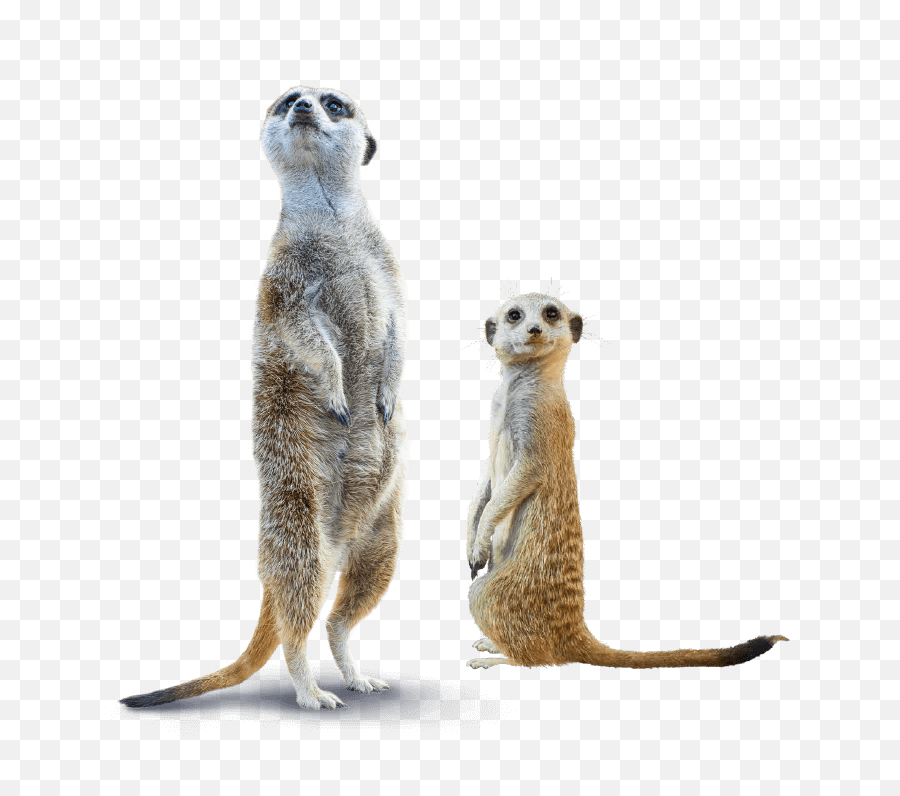 Plantasia Swansea - Animals Meerkat Png,Meerkat Png