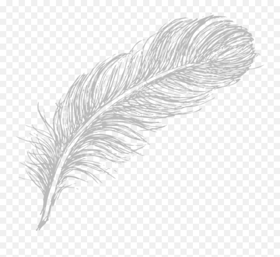 Download Free Png Feather - White Feather Drawing Png,Feather Drawing Png