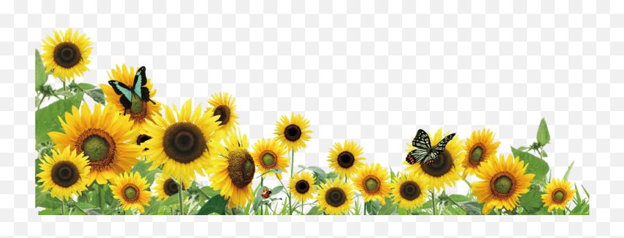 Sunflower Lanyard Program For Hidden Disability Awareness - Transparent Background Sunflowers Png,Transparent Sunflowers