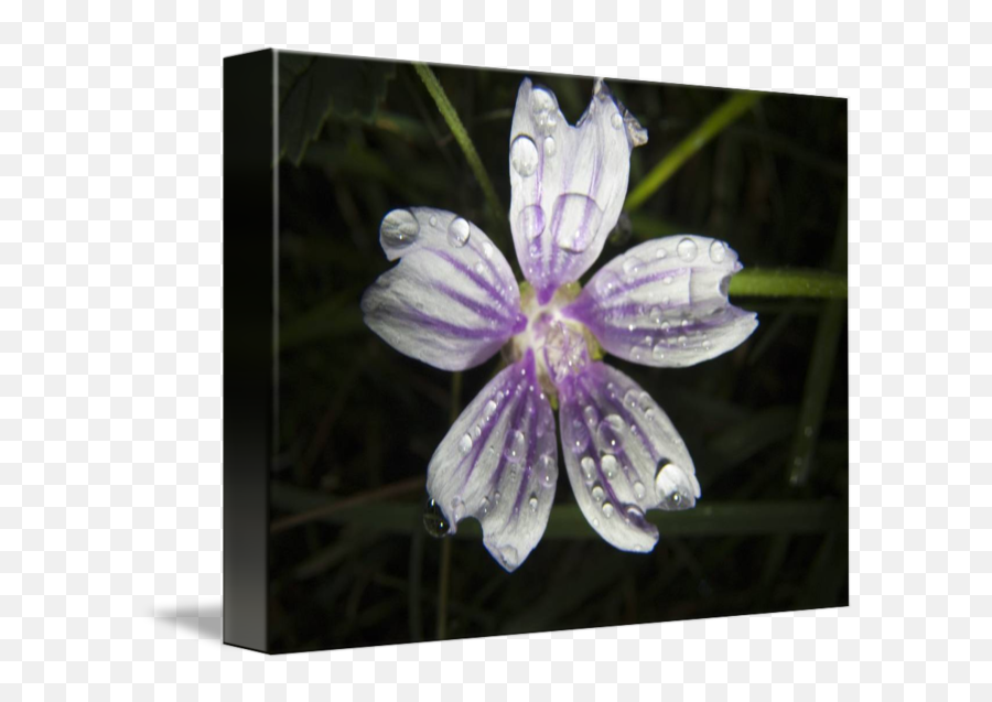 Flor Con Gotas De Lluvia By Juan Antonio Ortega - Geraniums Png,Lluvia Png