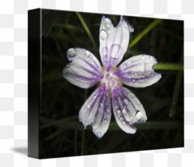 Flor Con Gotas De Lluvia By Juan Antonio Ortega - Geraniums png